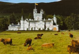 Highland Cattle at Balmoral
