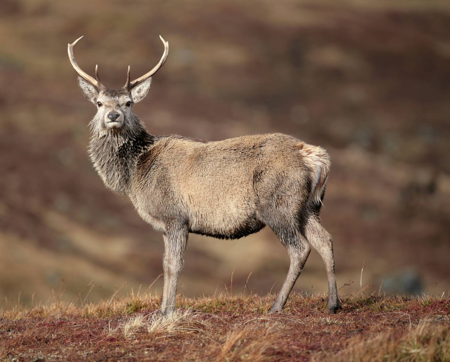 Deer