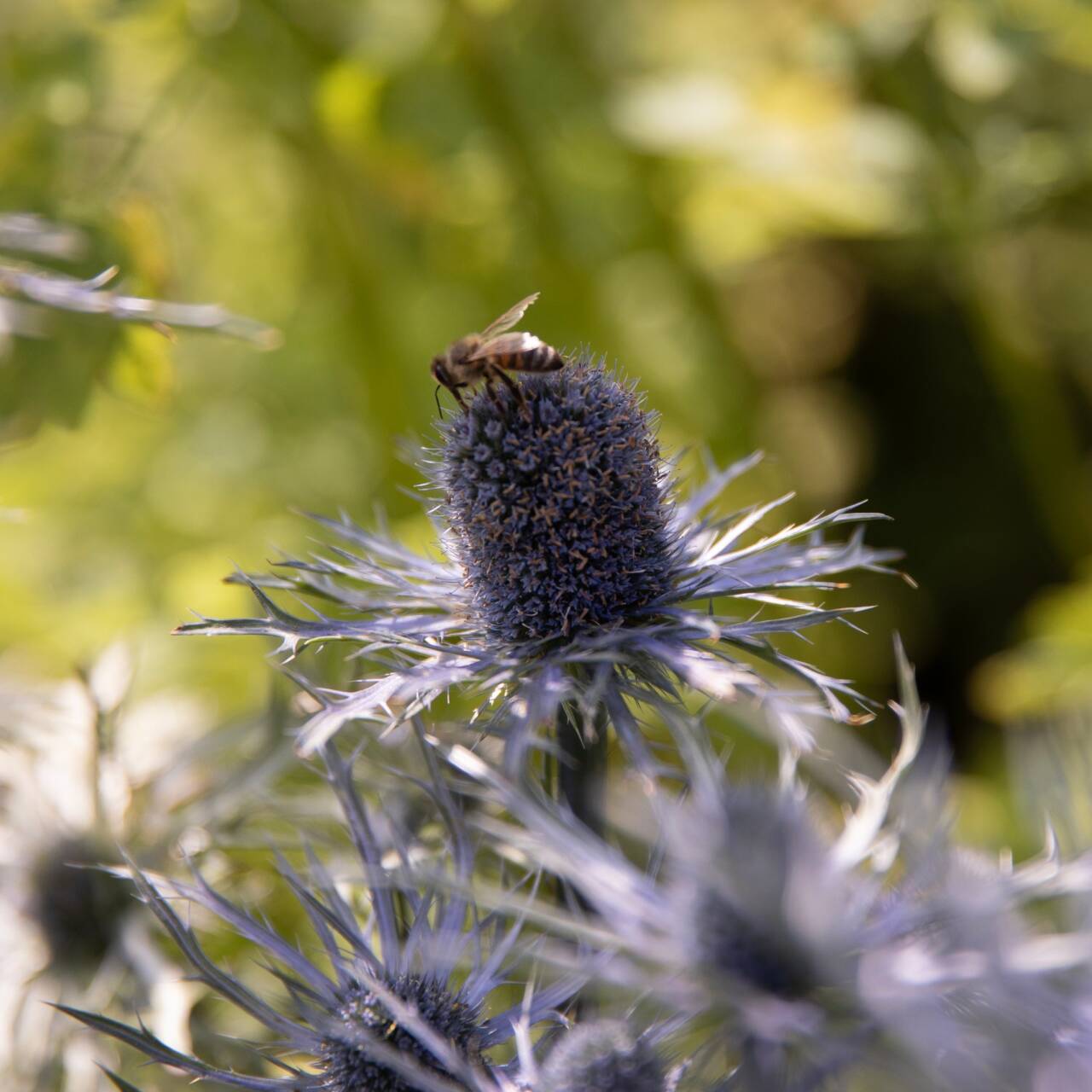 Balmoral Nature & Conservation