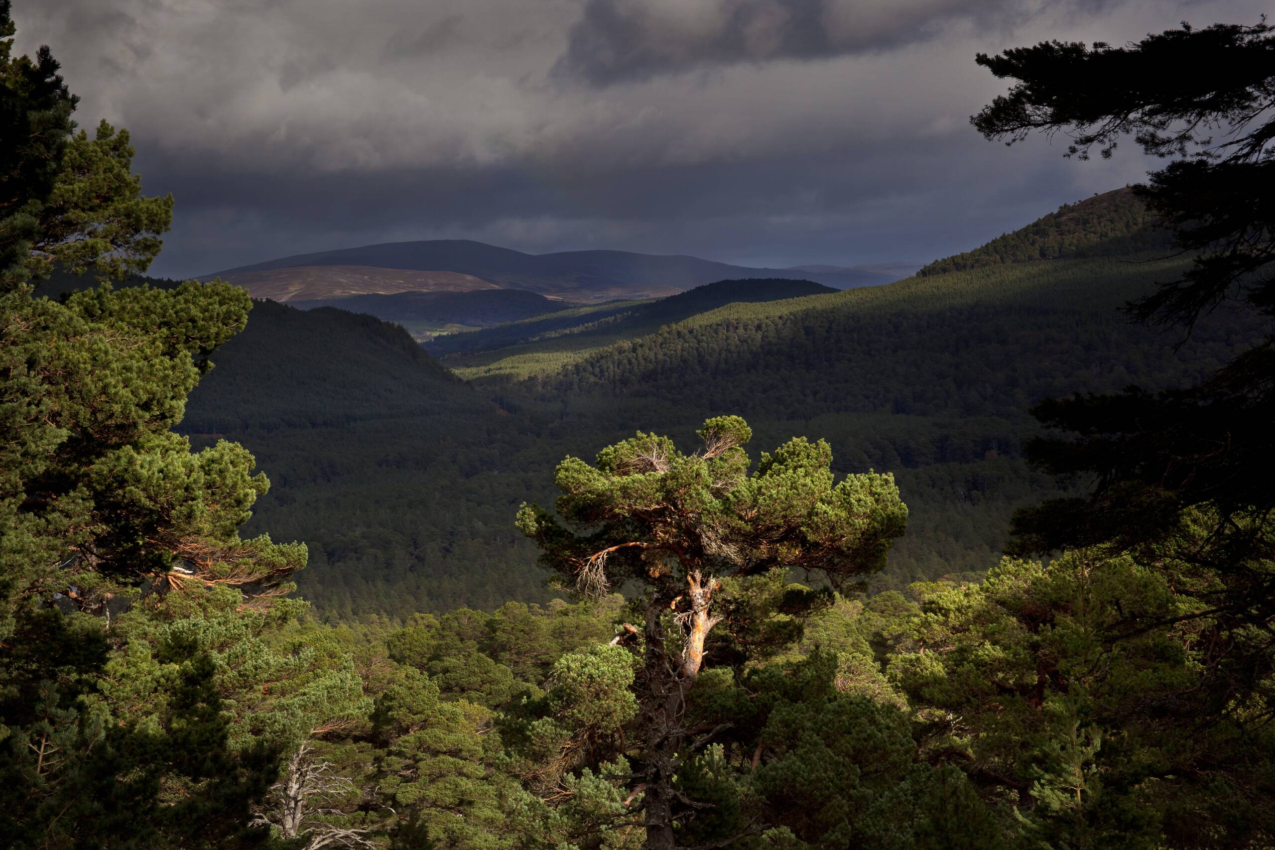 A dramatic view of the Balmoral Estate, featuring dense, lush green forests, rolling hills, and distant mountains under a cloudy sky, with sunlight highlighting the treetops.