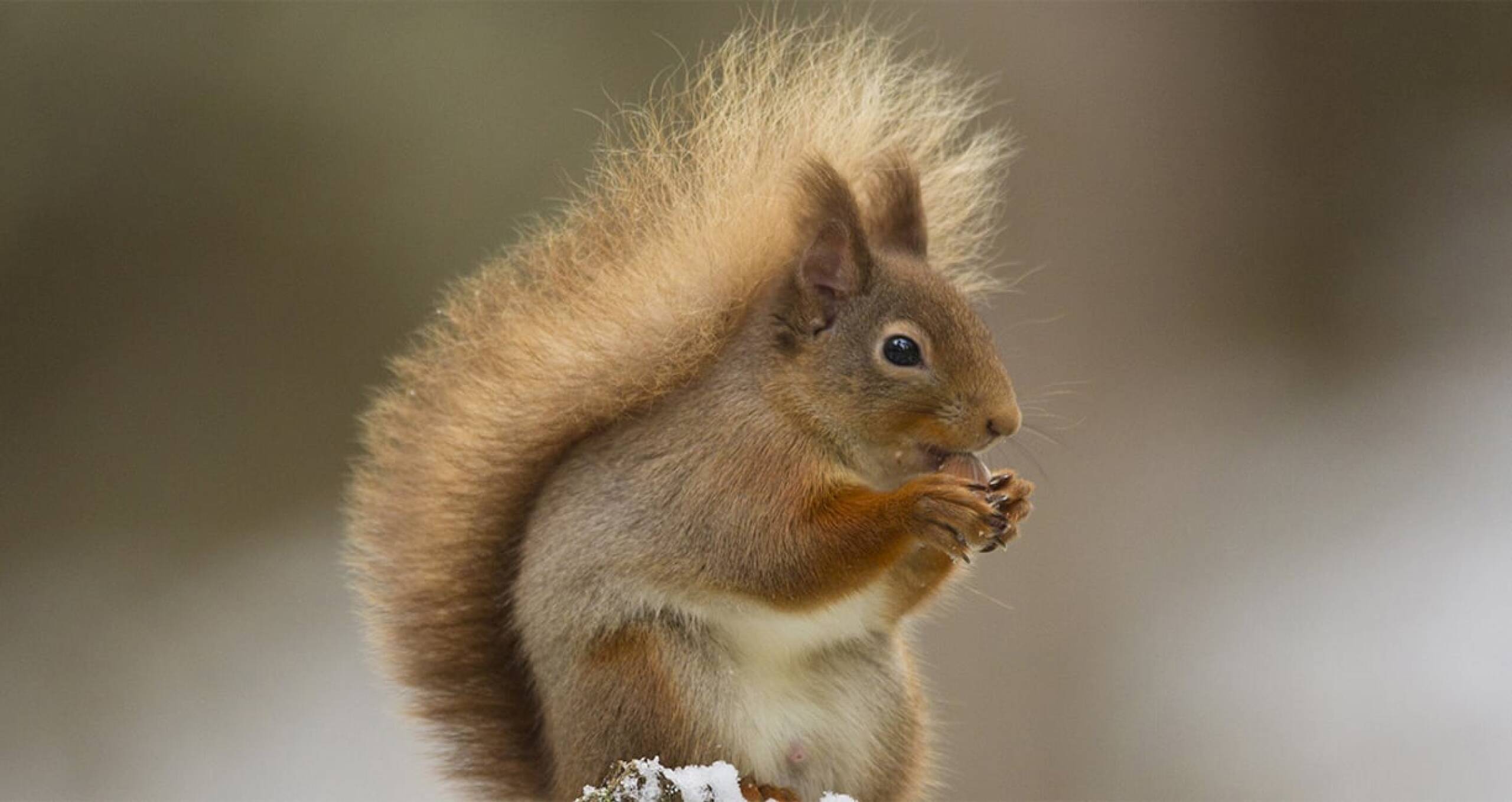 Red Squirrel